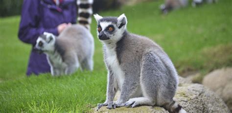 BIOPARC Valencia celebra el Día Mundial de la Vida Silvestre Día