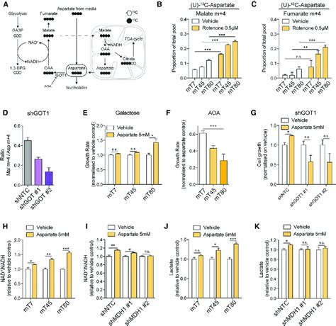 Aspartate Transamination Supports Flux Through Mdh And Generation Of