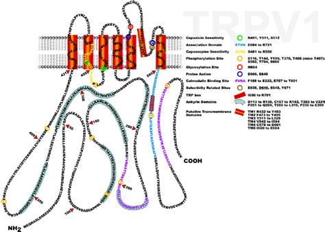 Rat TRPV1 Channel Protein The Model Consist Of A N Terminal Module