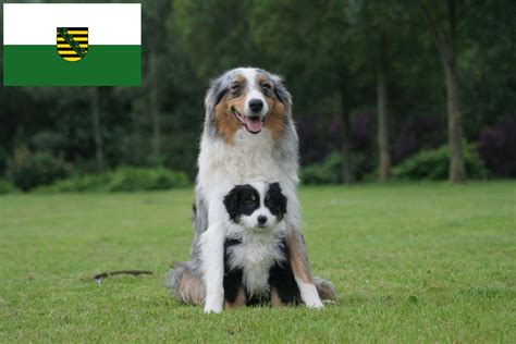 Australian Shepherd Z Chter Und Welpen In Sachsen Myaustralianshepherd De