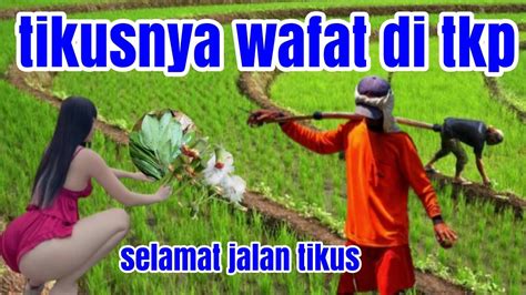 Cara Membasmi Tikus Disawah Atau Dirumah Hama Tikus Mati Di Tempat