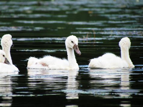 Baby Swans Photograph by Justin Keener | Fine Art America