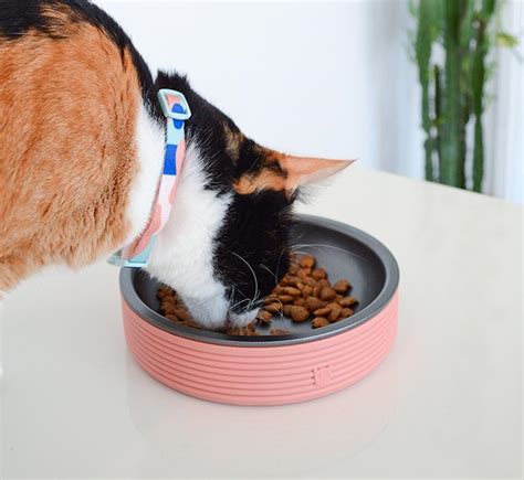 Купить миску для кошки Zee.Cat в Москве, цены на кошачьи миски в ...