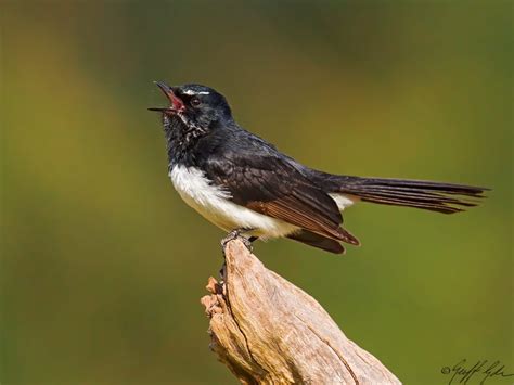 Bird Willie Wagtail Barwon Bluff