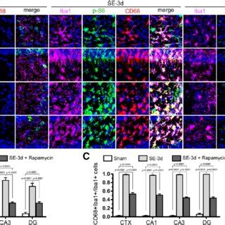 Characterization Of Microglial Morphology In MTOR Cx3cr1 Cre CKO Mice