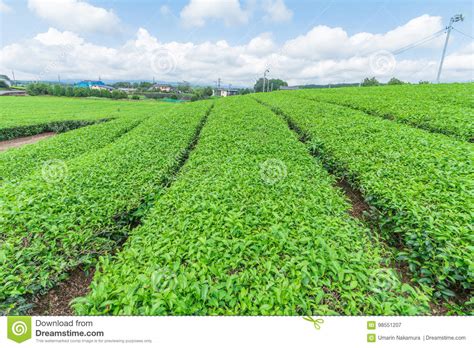 Fresh Green Tea Farm In Spring Row Of Tea Plantations Japane Stock