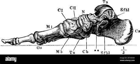 This Illustration Represents Bones Of The Foot Vintage Line Drawing Or