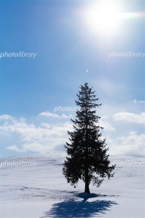 雪原に立つマツの木 美瑛町 写真素材 6596606 フォトライブラリー Photolibrary