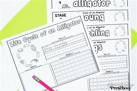 Alligator Life Cycle Activity Sheets – The Sweet Dahlia