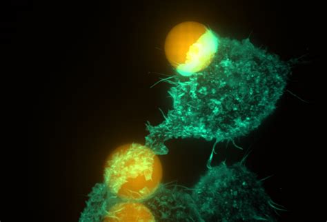 Dynamics Of Phagocytosis Wur