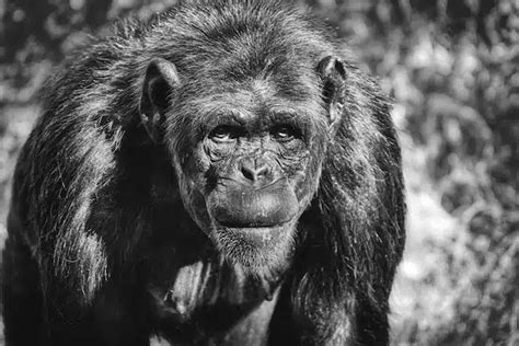 Discover the Mysterious Bondo Apes called the "Lion Killers"