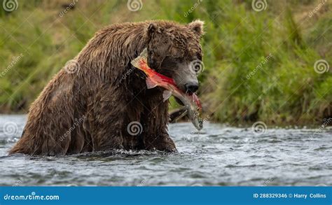 Brown Bear Fishing For Salmon In Alaksa Stock Photo Image Of Fishing