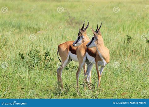 Gazela Fundo Dos Animais Selvagens Pares Bonitos Foto De Stock