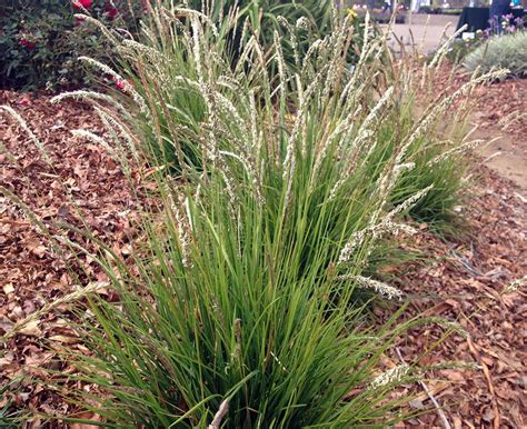 SESLERIA JESIENNA SESLERIA AUTUMNALIS SADZONKA P9 SESLERIA JESIENNA