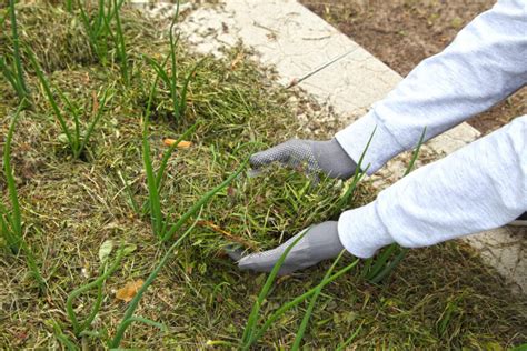 Desvendando Os Segredos Do Cultivo De Cebolas A Partir De Sementes