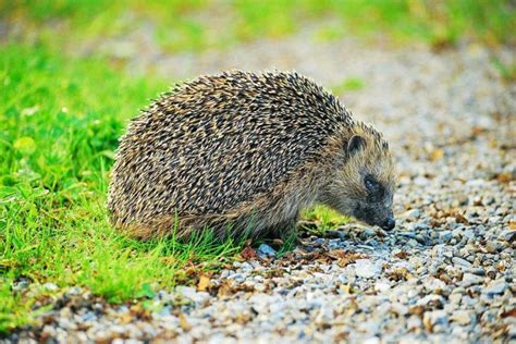 18 Wild Animals In Czech Republic Wildlife In Czech Republic