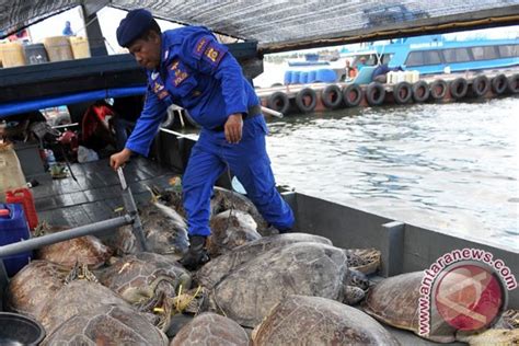 Polisi Gagalkan Penyelundupan Penyu Hijau Antara News