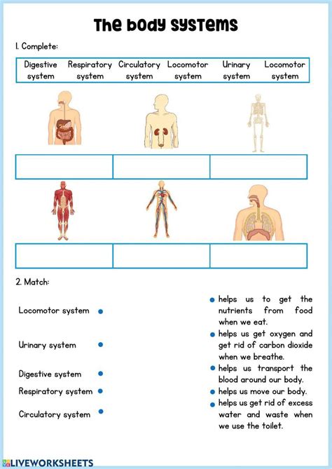 149135 Body Systems Elisa García Liveworksheets