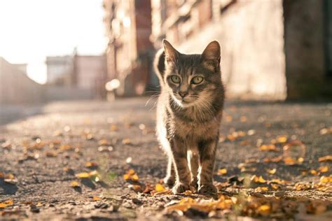 Feral Cat Vs Stray Cat Main Differences Explained By Our Vet Catster