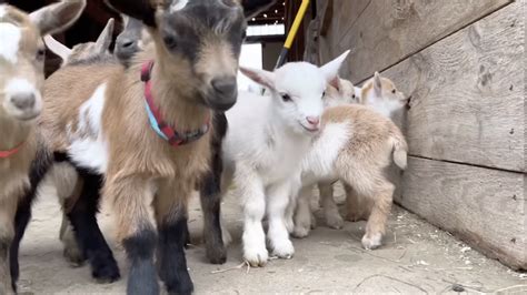 Cute Baby Goats Jumping