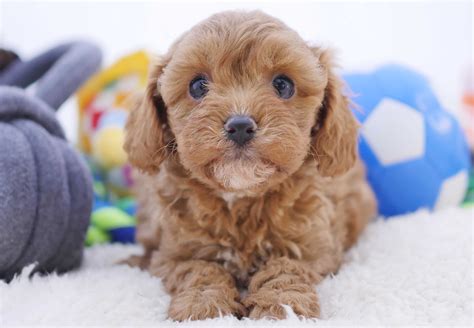 Cavoodle Puppies For Sale Chevromist Kennels Puppies Australia