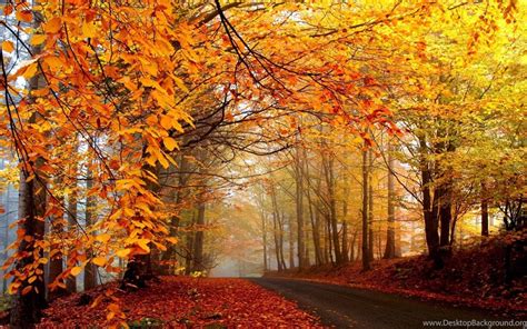 Autumn Trees Road Wallpaper. Desktop Background