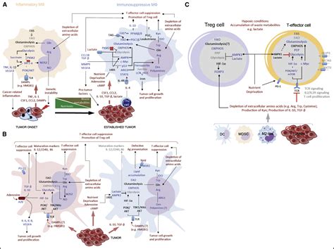 Metabolic Reprogramming Of Immune Cells In Cancer Progression Immunity