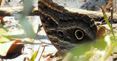 BORBOLETA CORUJA GIGANTE 139589 Biofaces Bring Nature Closer