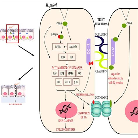 Regulation Of Tight Junction Permeability By H Pylori Virulence