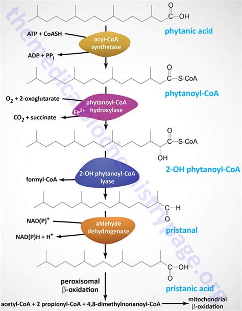 Lipolysis And The Oxidation Of Fatty Acids The Medical Biochemistry Page