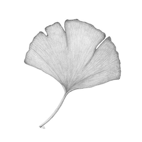 Gingko Biloba Drawing Leaf Drawing Graphite Drawings Ginkgo Biloba