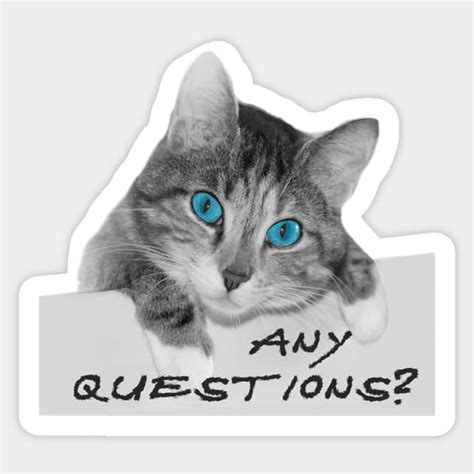 questions cute blue eyes cat  questions cute cat sticker