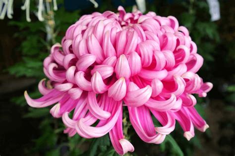 Chrysanthemum Symphony Reveling In The Harmonious Dance Of Natures