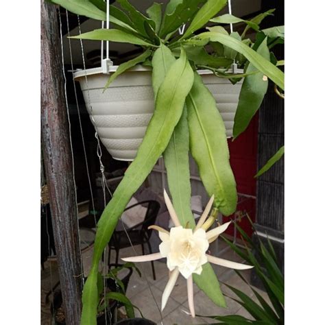 Jual Wijaya Kusuma Night Queen Epiphyllum Anguliger Shopee Indonesia