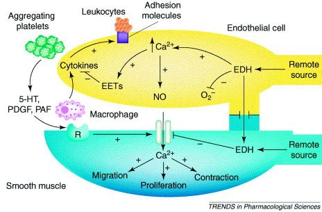 Endothelium Dependent Hyperpolarization As A Remote Anti Atherogenic