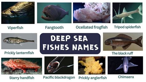 Deep Sea Fishes Names In English Vocabulary Deep Water Fishes Sea