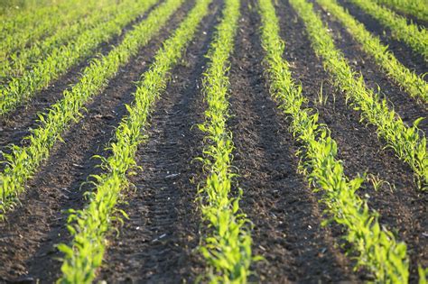 Young Corn Rows Agriculture Free Photo On Pixabay Pixabay