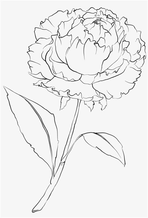 Drawn Peony Flower Png Peony Flower Drawing Png Transparent Png