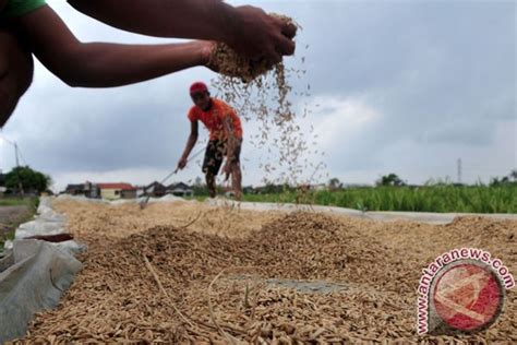 Hama Wereng Serang Ratusan Hektare Sawah Karawang ANTARA News