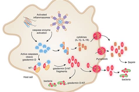 New Approach To Severe Bacterial Infections And Sepsis Harvard Gazette