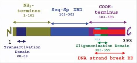 Domain Structure Of P53 Download Scientific Diagram