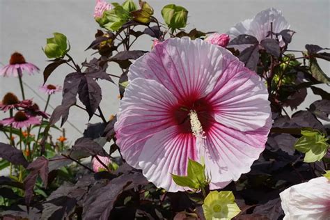 Best Fertilizers for Hibiscus - Garden Lovers Club