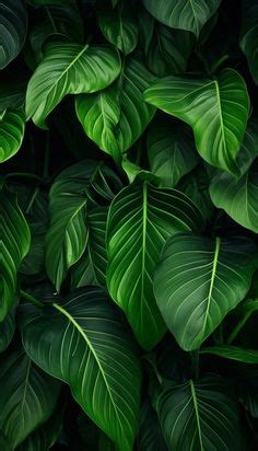 330 Leaf wallpaper ideas in 2025 | leaf wallpaper, green aesthetic, leaves