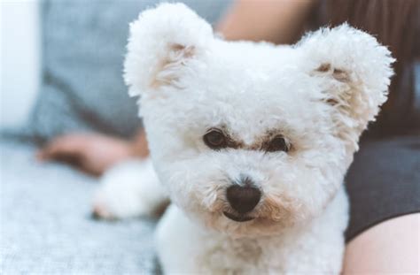 Toy Teddy Bear Dog Breed Wow Blog