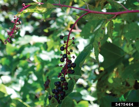 Common Pokeweed Phytolacca Americana