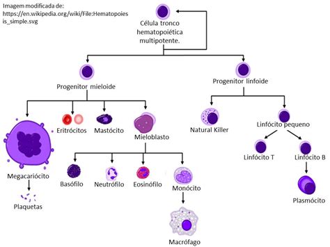 Resumos de Biologia SANGUE E CÉLULAS DO SISTEMA IMUNITÁRIO HISTOLOGIA