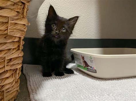 Calisi Dream Animal Rescue