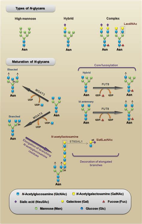 The Role Of N Glycans In Colorectal Cancer Progression Potential