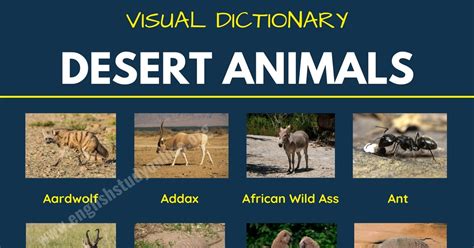 Desert Animals With Names Chart