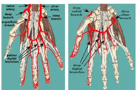 Hand Arterial Anatomy Anatomy Book | The Best Porn Website